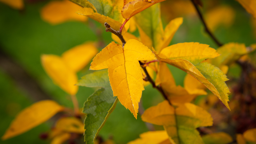 Malus toringo var. sargentii Herbstblatt