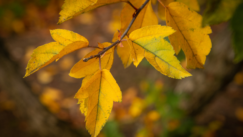 Malus toringo var. sargentii Herbstblatt
