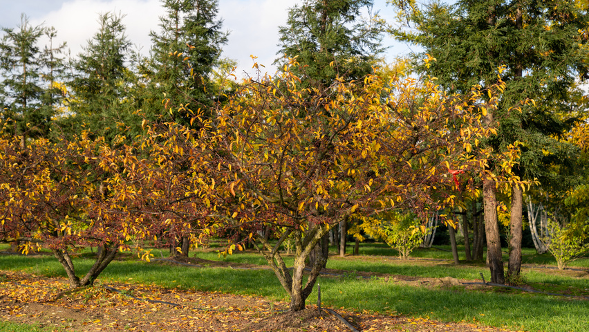 Malus toringo var. sargentii E-type multi-stem