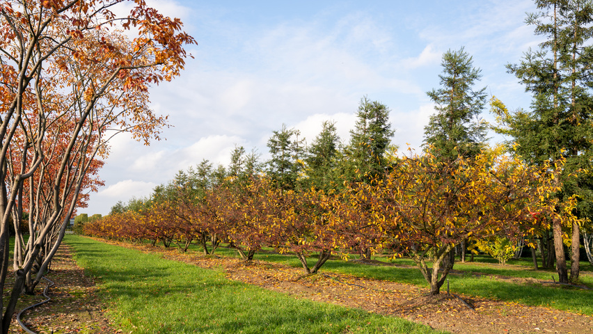 Malus toringo var. sargentii E-type multi-stem