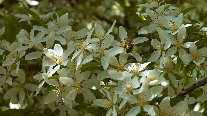 Malus toringo var. sargentii E-type flowers