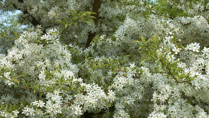 Malus toringo var. sargentii Blumen