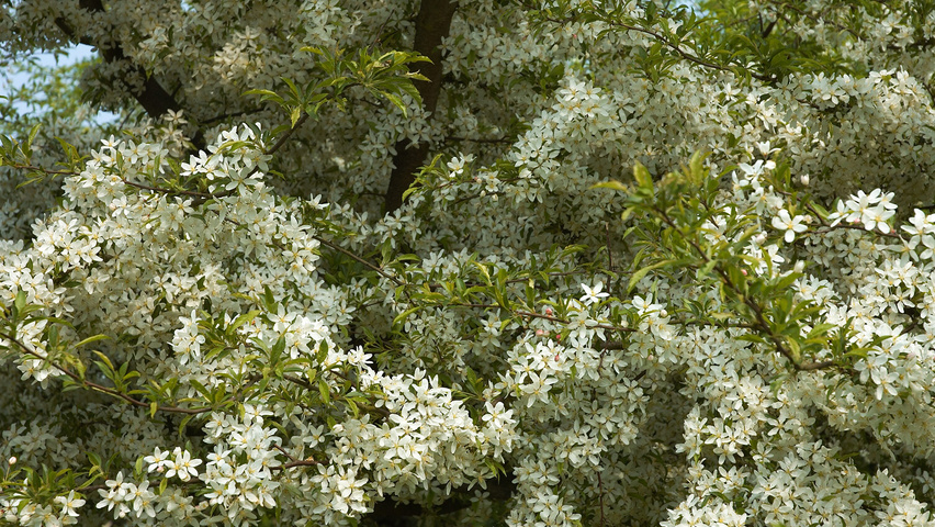 Malus toringo var. sargentii E-type flowers