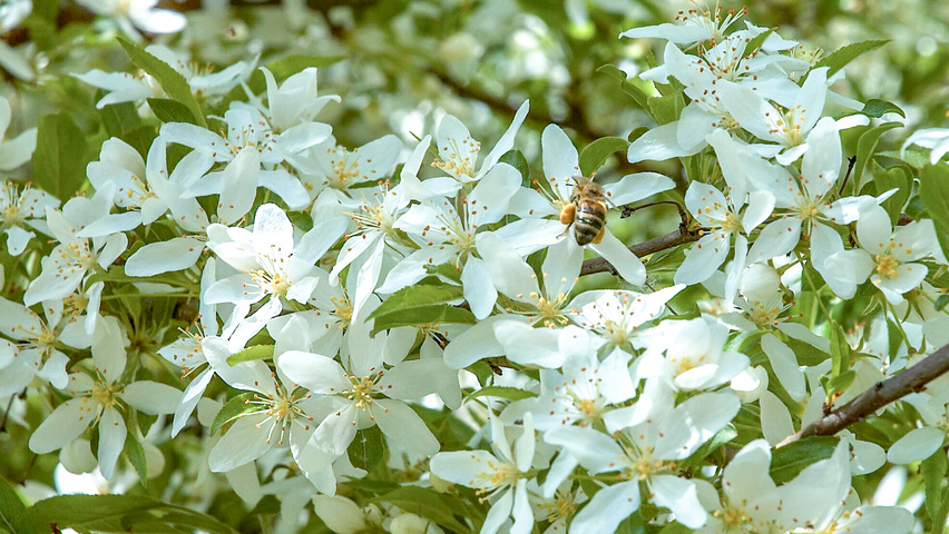 Malus toringo var. sargentii Blumen