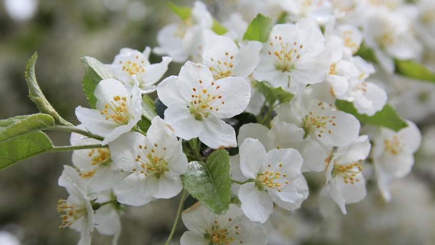 Malus toringo var. sargentii Blumen