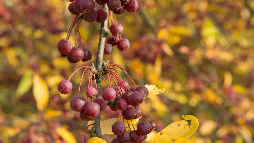 Malus toringo var. sargentii Frucht