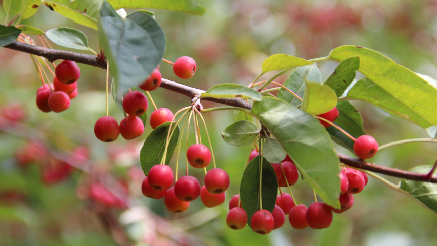 Malus toringo var. sargentii Frucht