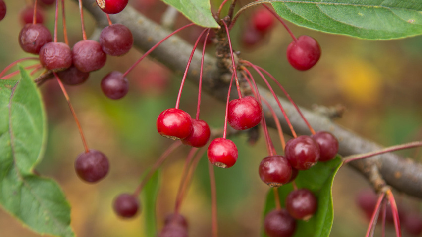 Malus toringo var. sargentii Frucht