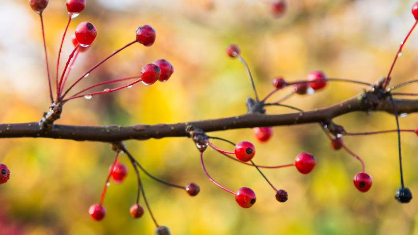 Malus toringo var. sargentii Frucht