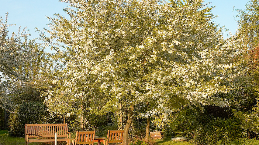 Malus toringo var. sargentii hochstämmig
