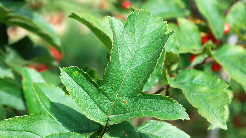 Malus toringo var. sargentii E-type leaves