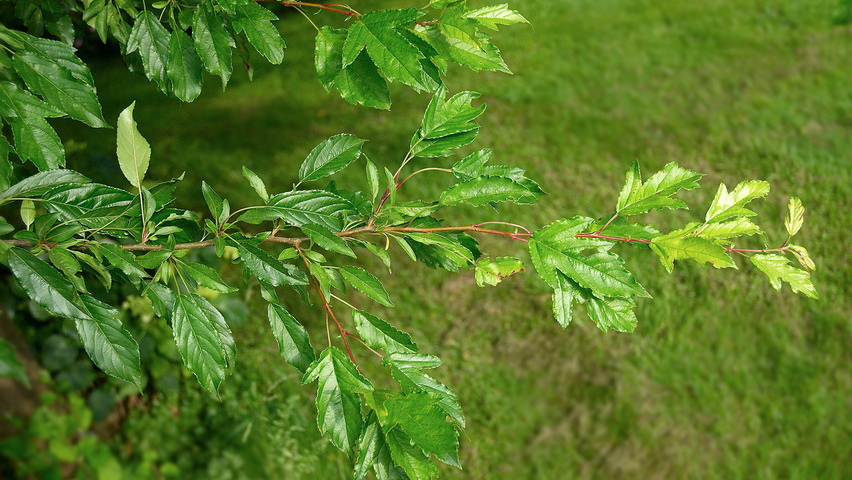 Malus toringo var. sargentii Blatt
