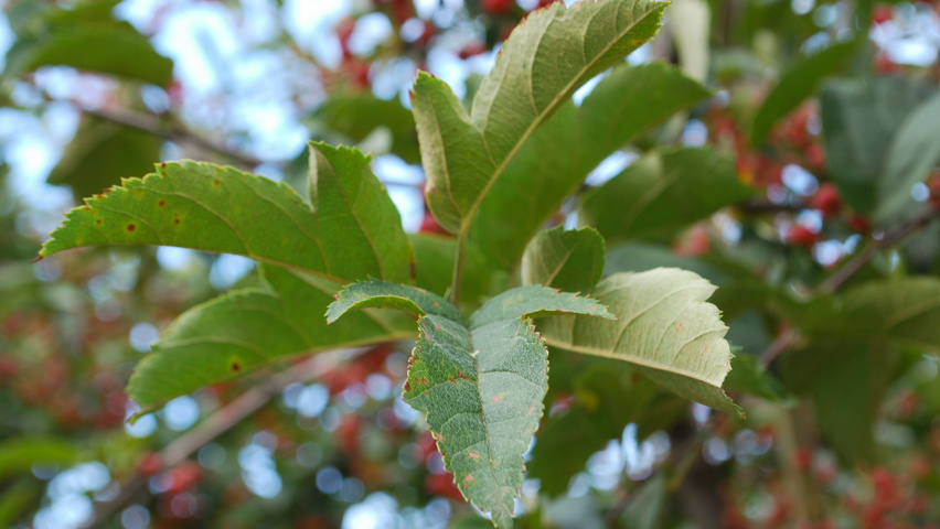 Malus toringo var. sargentii Blatt