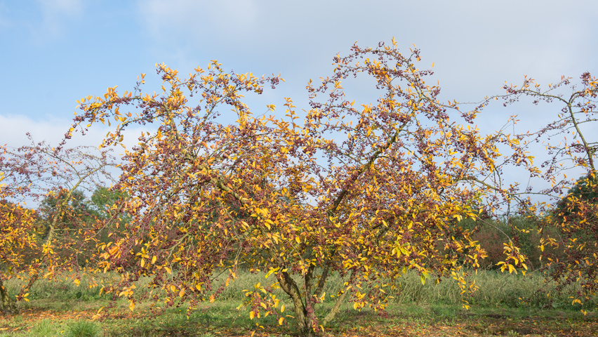 Malus toringo var. sargentii mehrstämmige