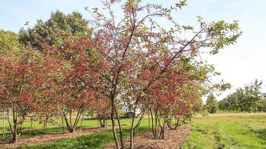 Malus toringo var. sargentii mehrstämmige