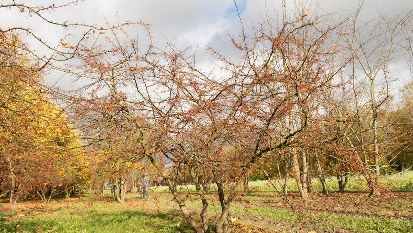 Malus toringo var. sargentii mehrstämmige