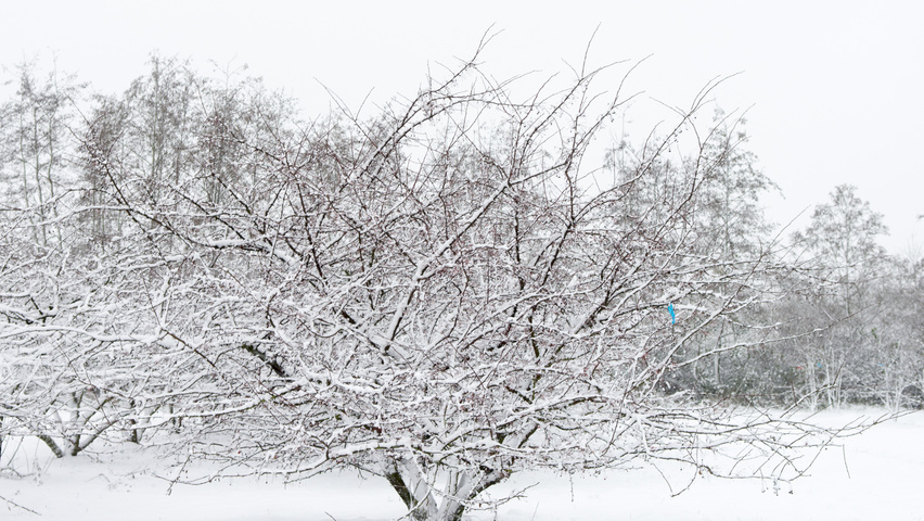 Malus toringo var. sargentii mehrstämmige