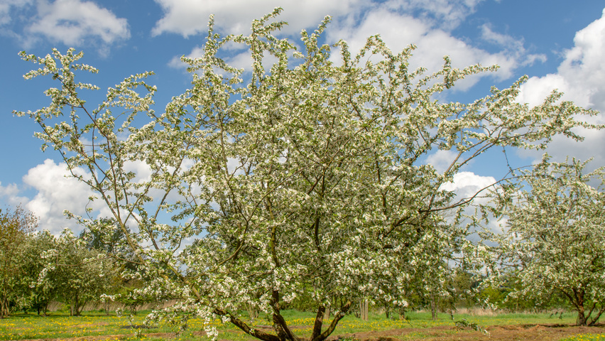 Malus toringo var. sargentii mehrstämmige