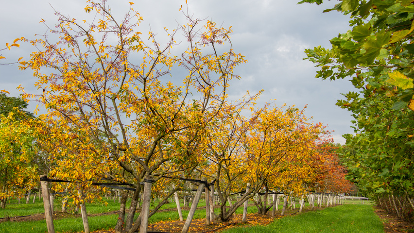 Malus toringo var. sargentii mehrstämmige