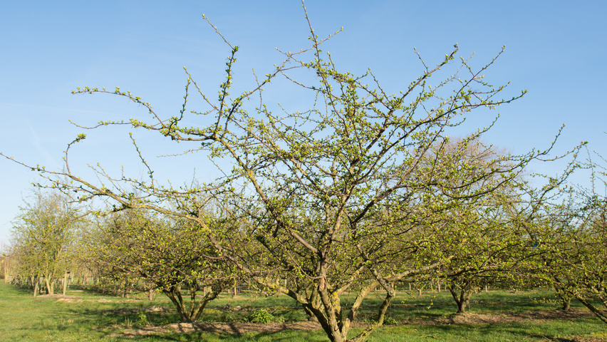 Malus toringo var. sargentii mehrstämmige