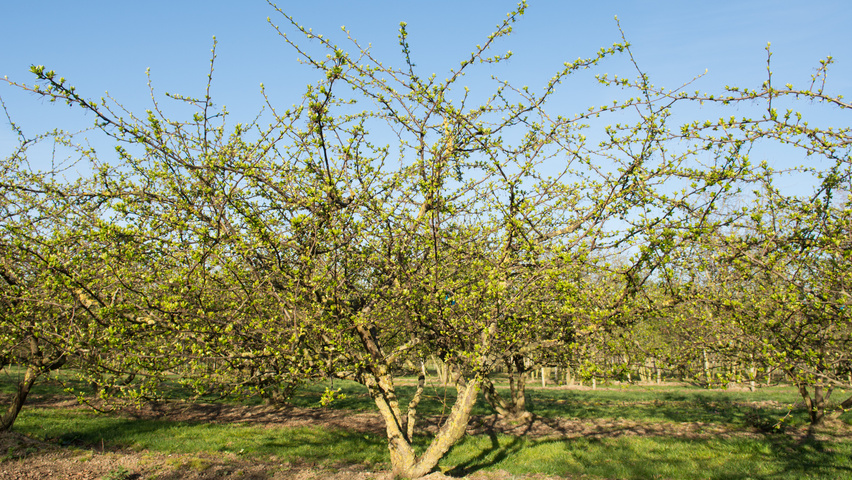 Malus toringo var. sargentii mehrstämmige