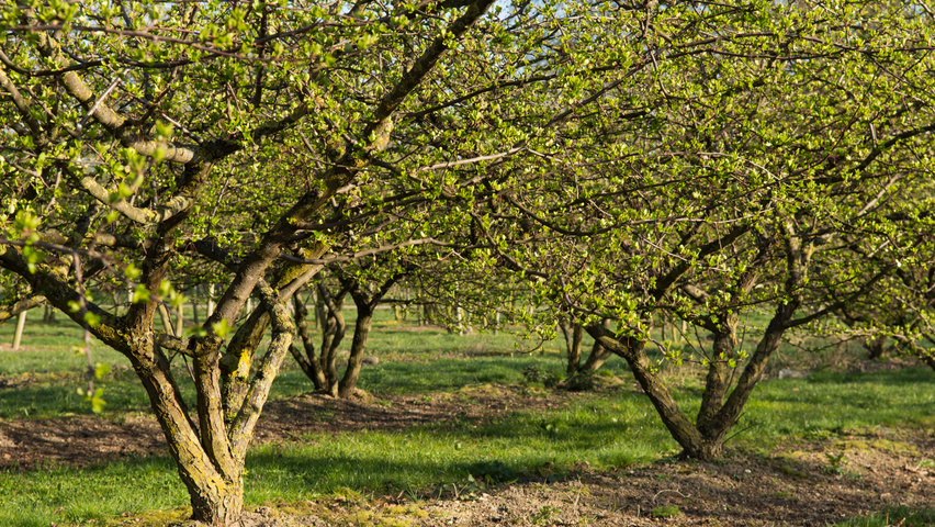 Malus toringo var. sargentii mehrstämmige