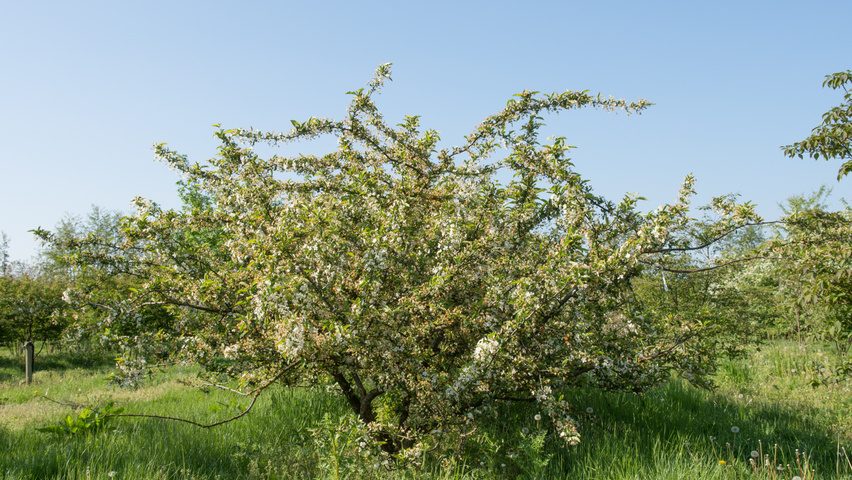 Malus toringo var. sargentii mehrstämmige