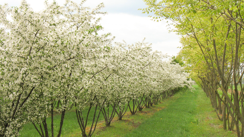 Malus toringo var. sargentii mehrstämmige