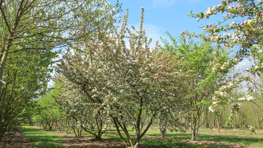 Malus toringo var. sargentii mehrstämmige