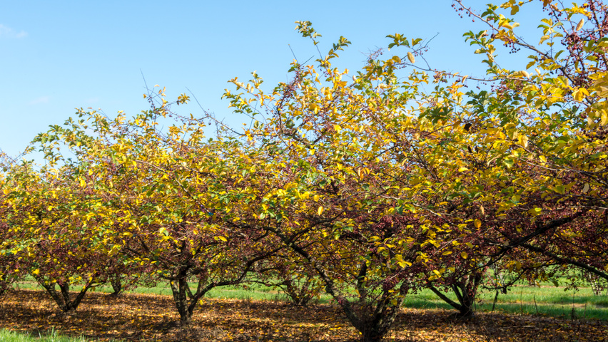 Malus toringo var. sargentii mehrstämmige