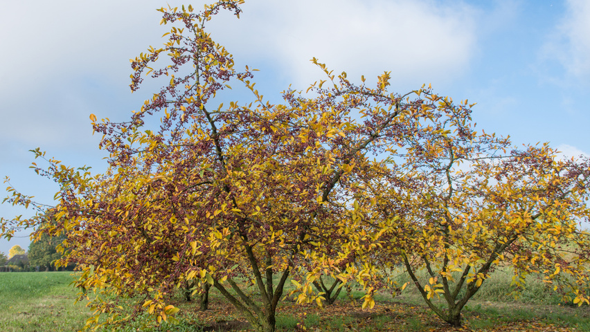 Malus toringo var. sargentii mehrstämmige
