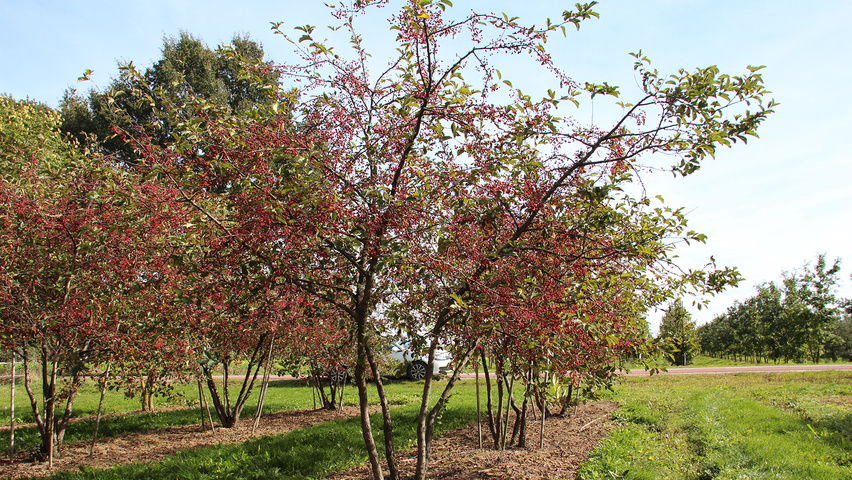 Malus toringo var. sargentii E-type multi-stem umbrella