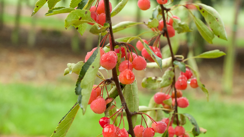Malus toringoides 'Mandarin' плоды