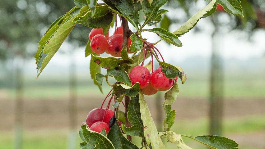 Malus toringoides 'Mandarin' плоды