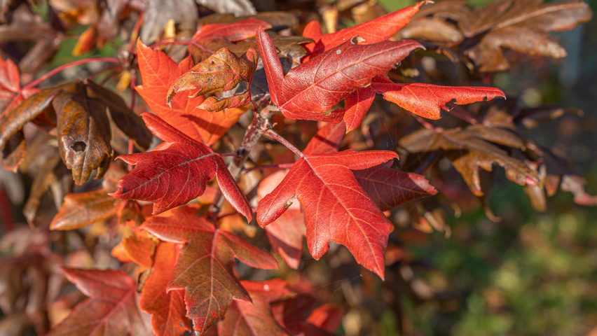 Malus trilobata осенняя  листьев