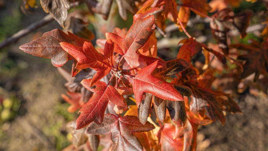 Malus trilobata осенняя  листьев