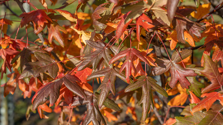 Malus trilobata осенняя  листьев