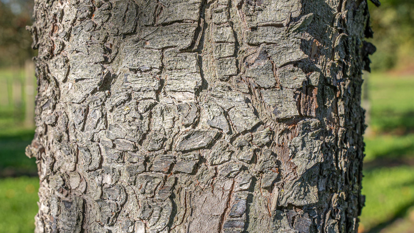 Malus trilobata кора