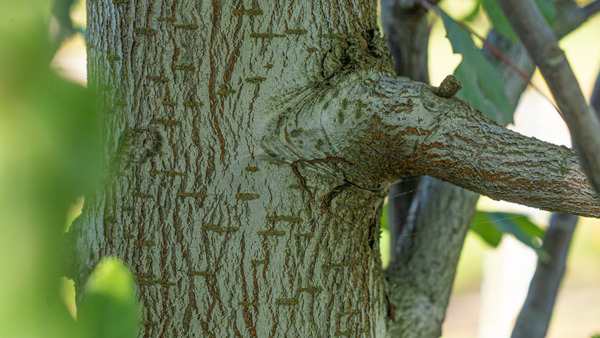 Malus trilobata кора