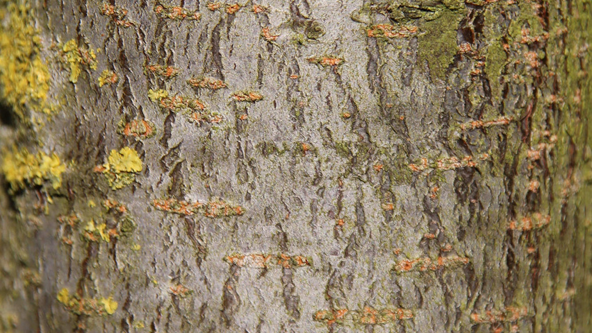 Malus trilobata кора