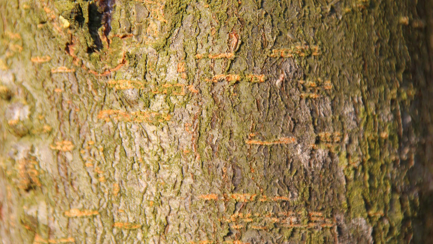 Malus trilobata кора