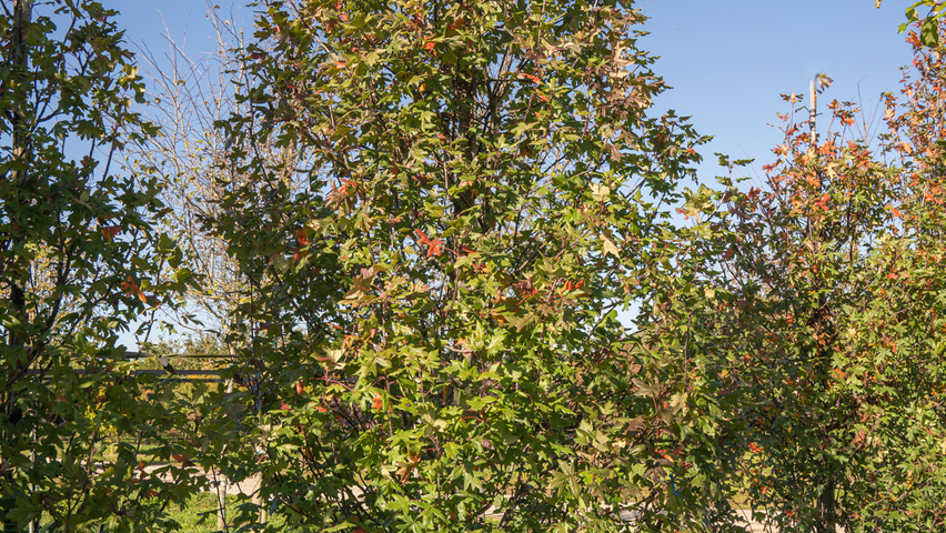 Malus trilobata Деревья с центральным стволом и ветвями от земли
