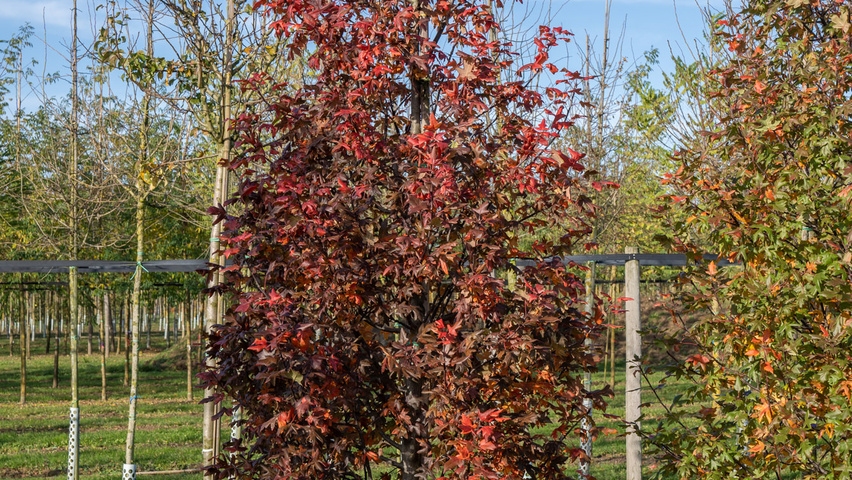 Malus trilobata Деревья с центральным стволом и ветвями от земли
