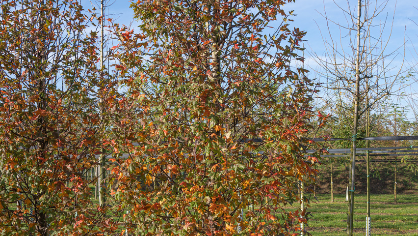 Malus trilobata Деревья с центральным стволом и ветвями от земли