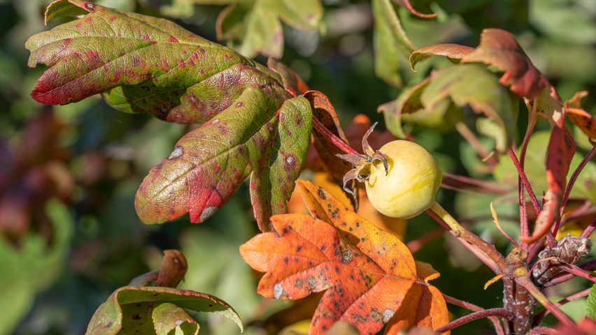 Malus trilobata плоды