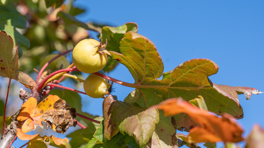 Malus trilobata плоды