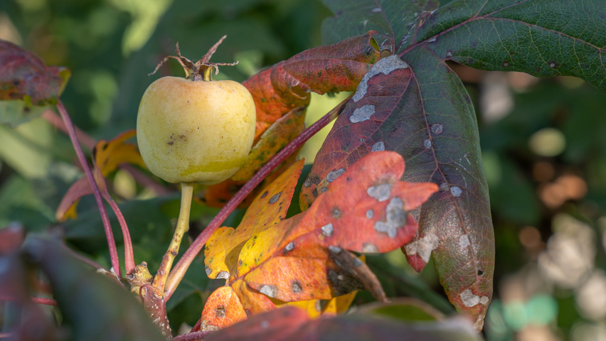 Malus trilobata плоды