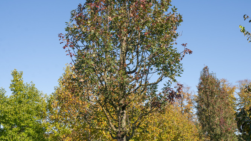 Malus trilobata Деревья с высоким стволом (стандарт)