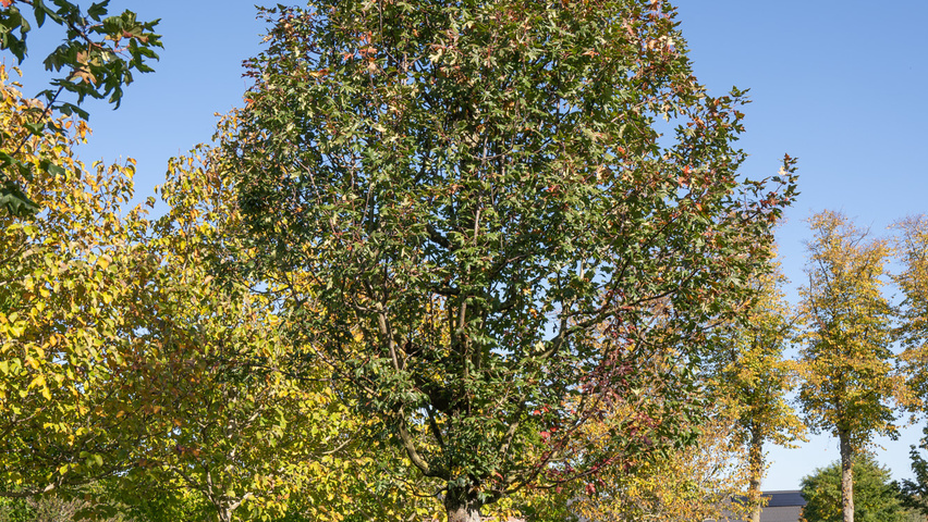 Malus trilobata Деревья с высоким стволом (стандарт)