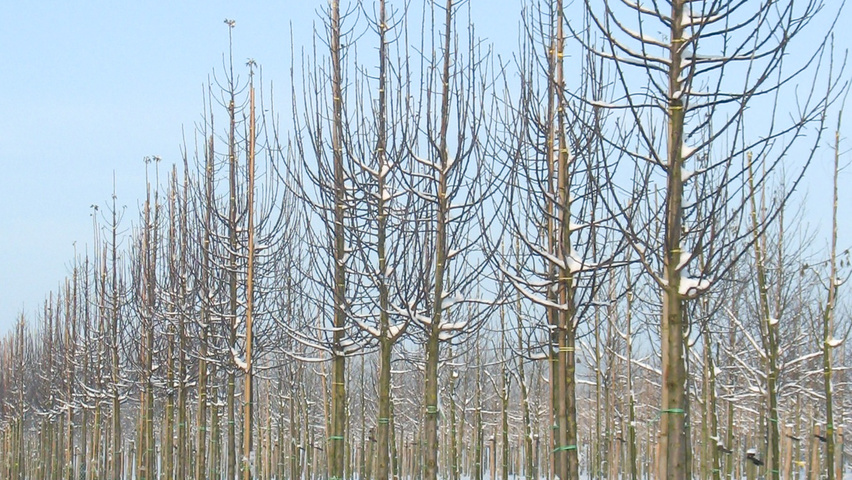 Malus trilobata Деревья с высоким стволом (стандарт)